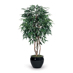 This is a matured mango tree. It's not mine, though - I found this one using Google Images. It's on sale for $459... I'd rather grow my own than trust a nursery, plus it's more satisfying seeing it all the way through.
